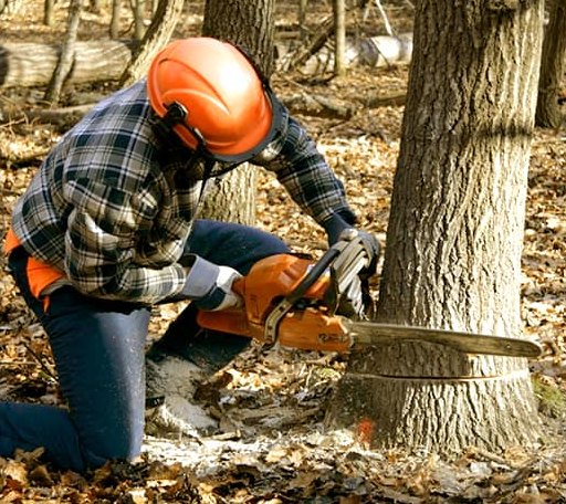 Tree Removal in Newport, ME